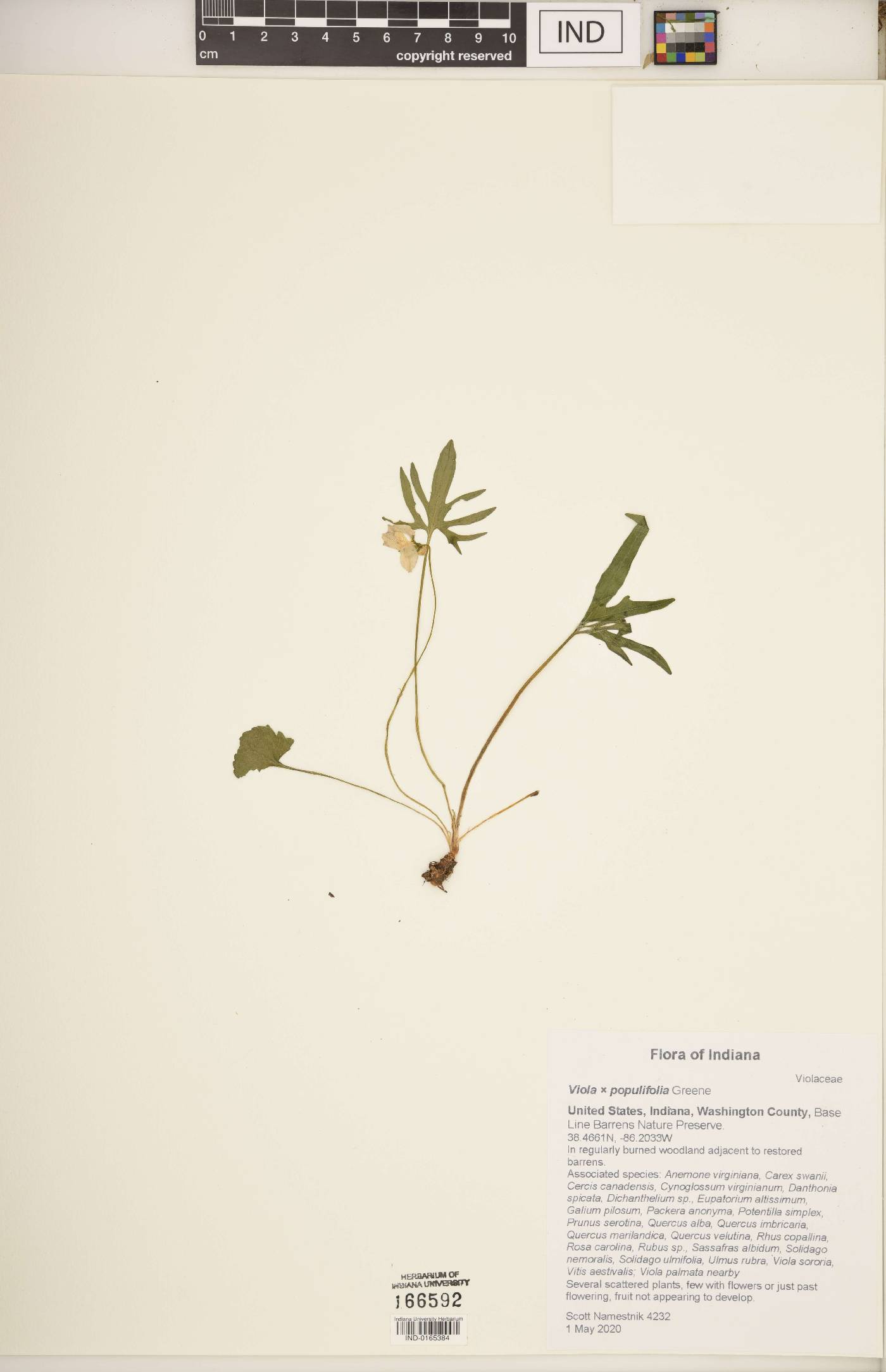 Viola × populifolia image