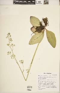 Micranthes pensylvanica image