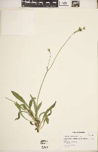 Hieracium caespitosum image