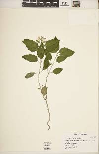 Scutellaria incana image