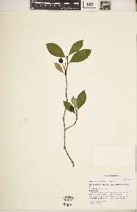 Aronia × prunifolia image