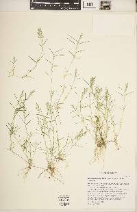 Eragrostis hypnoides image