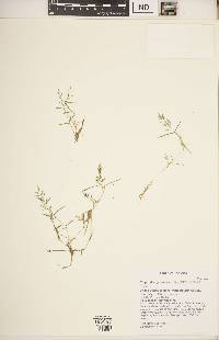 Eragrostis hypnoides image