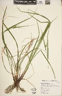 Carex planispicata image