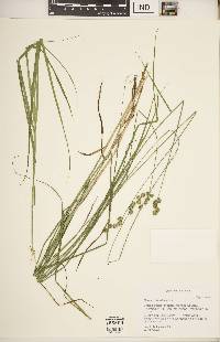 Carex normalis image