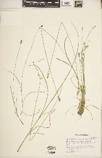 Carex texensis image