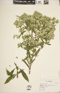 Eupatorium altissimum image