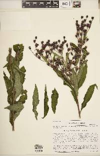 Vernonia × illinoensis image