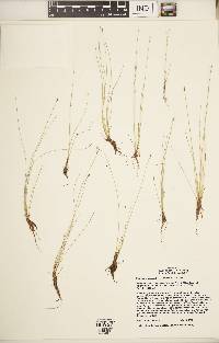 Eleocharis quinqueflora image