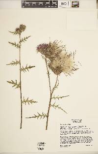 Cirsium muticum image