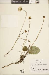 Tussilago farfara image