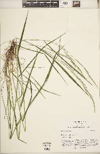 Festuca subverticillata image