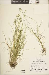 Carex socialis image