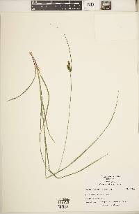 Carex caroliniana image