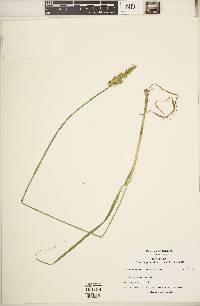 Carex stipata var. stipata image