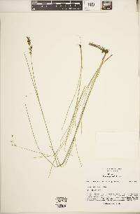 Juncus gerardii image