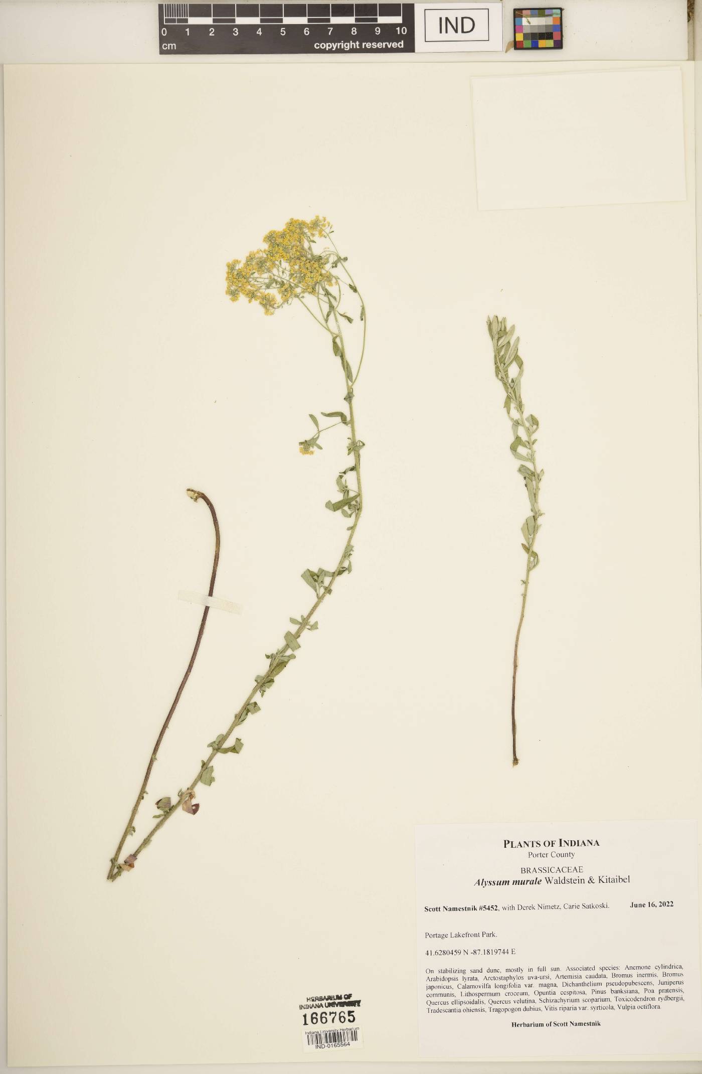 Alyssum murale image