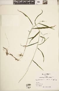 Muhlenbergia tenuiflora image