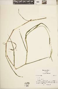 Paspalum distichum image