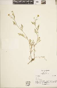 Rorippa sylvestris image