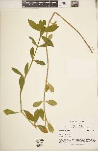 Alternanthera philoxeroides image