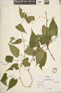 Brunnichia ovata image