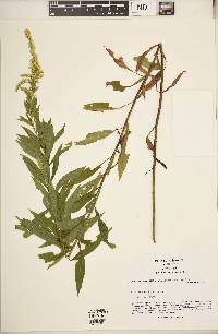 Solidago rupestris image