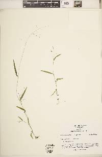 Kellochloa verrucosa image