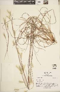 Andropogon ternarius image