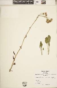 Packera paupercula image