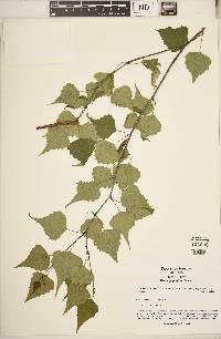 Betula populifolia image