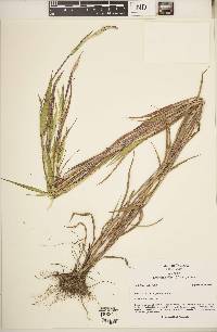 Eriochloa villosa image