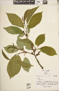 Prunus avium image