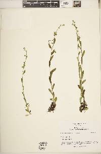 Myosotis macrosperma image