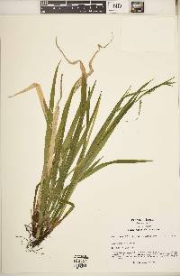 Carex leptonervia image