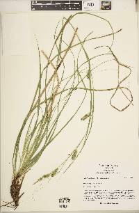 Carex cherokeensis image