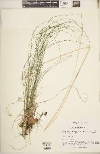 Piptochaetium avenaceum image