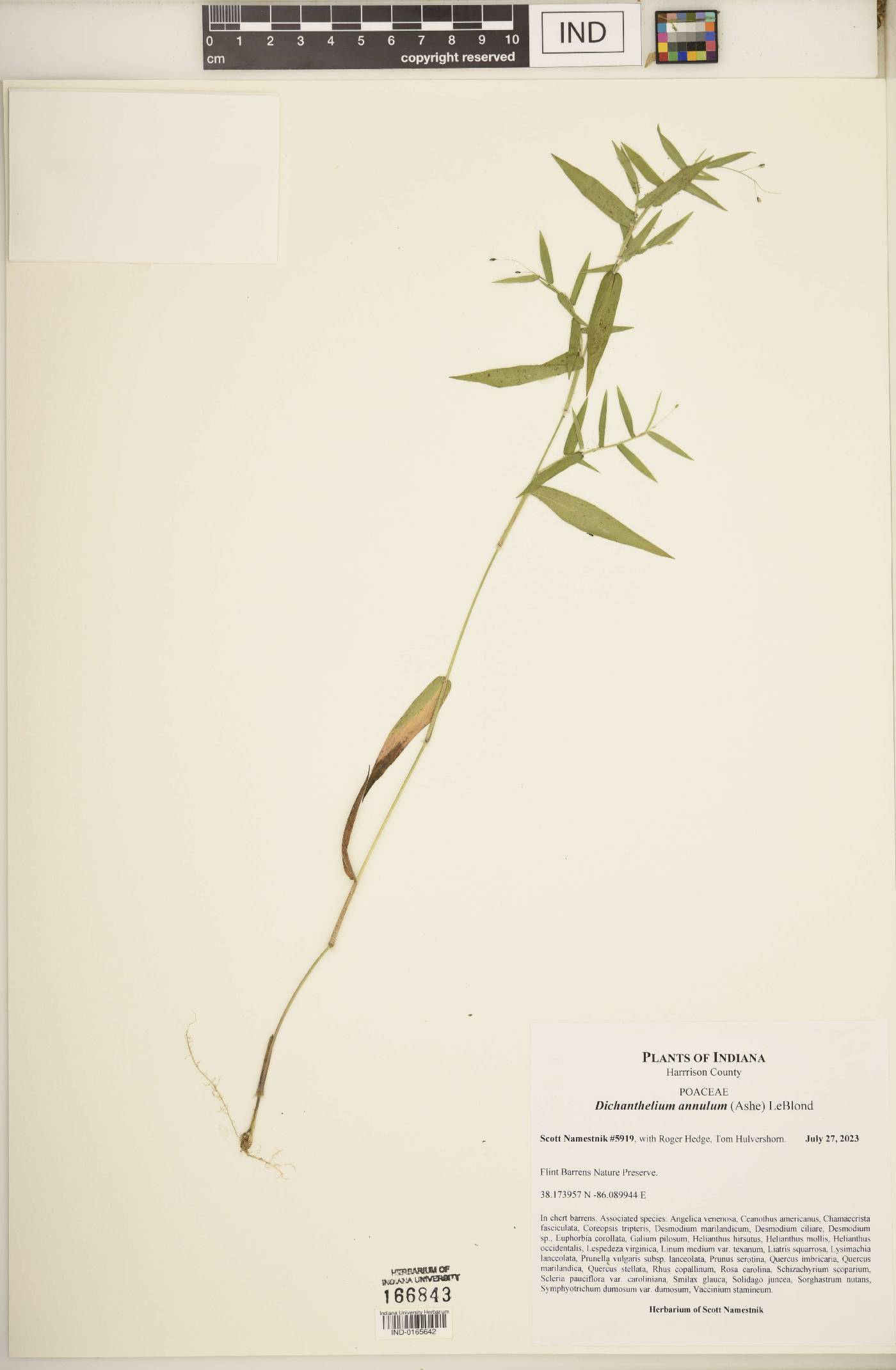 Dichanthelium annulum image