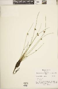 Schoenoplectiella smithii image