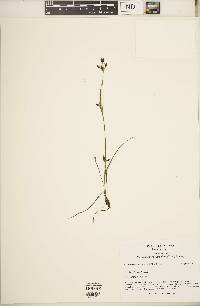 Rhynchospora scirpoides image