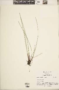Eleocharis robbinsii image