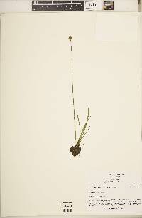 Xyris difformis image