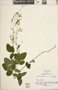 Desmodium perplexum image