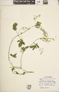 Humulus japonicus image