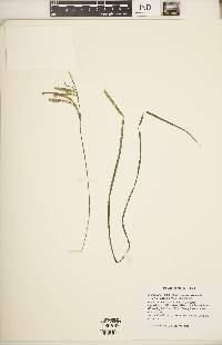 Carex prasina image