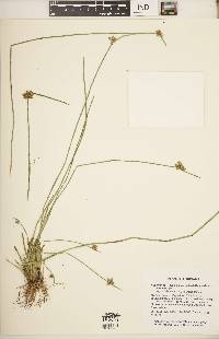 Schoenoplectiella purshiana image