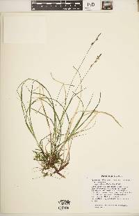 Carex communis var. communis image