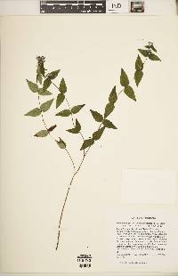 Cunila origanoides image