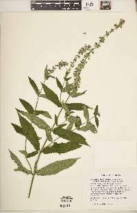 Stachys hispida image