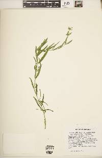 Stachys hyssopifolia image